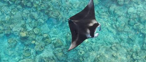 A clear underwater view of a stingray swimming over a rocky seabed.