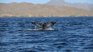 La cua d'una balena surt de l'aigua amb un paisatge de muntanyes al fons.