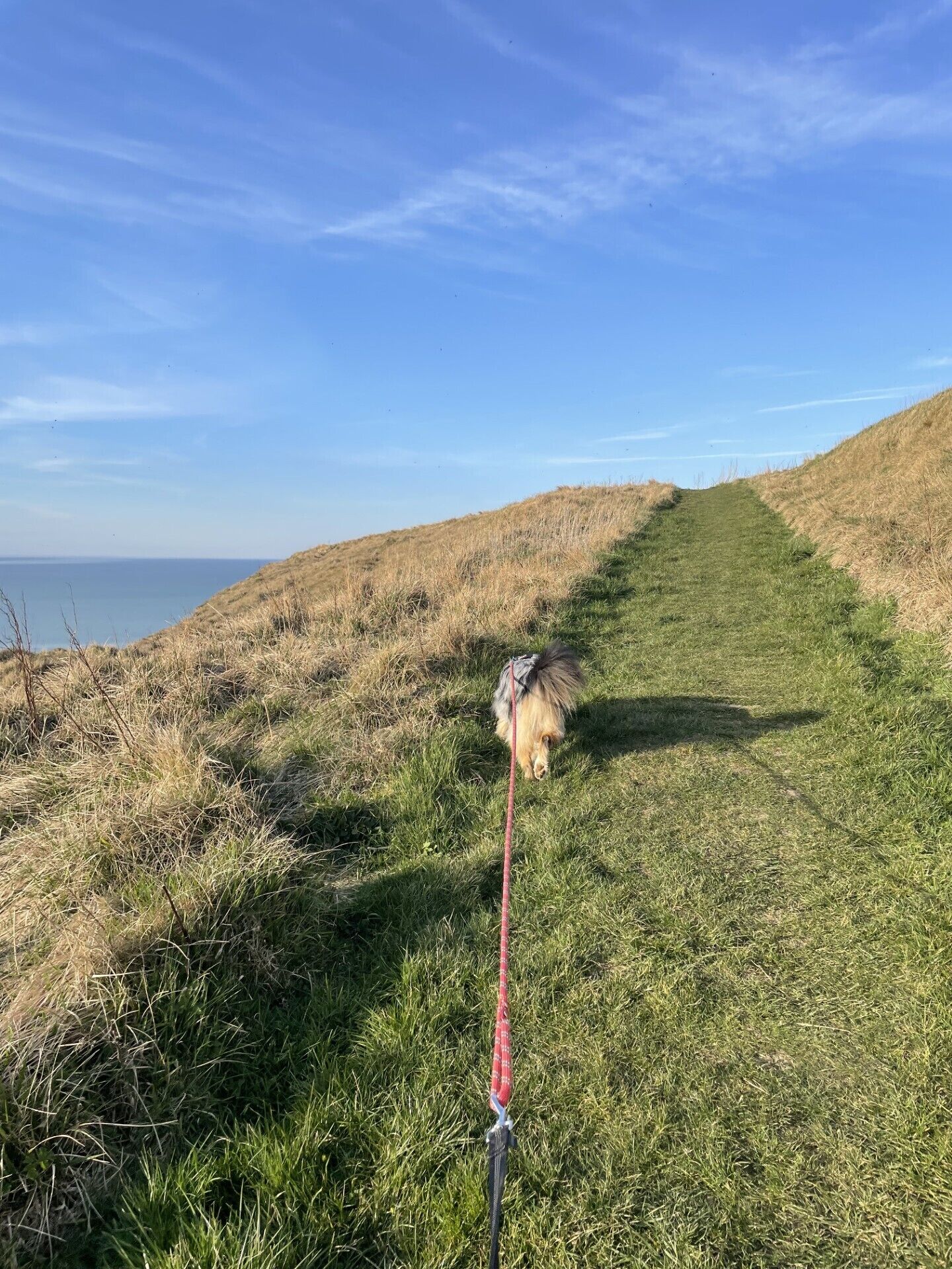 En græssti der fører hen til et vandareal, med en hund i snor.