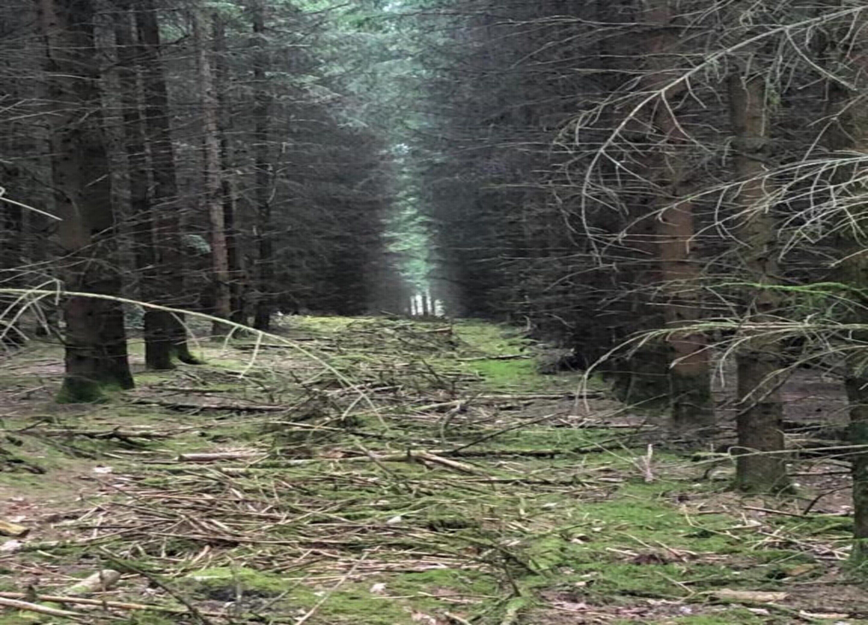 Een bosweg met bomen aan weerszijden en een helder zicht in de verte.