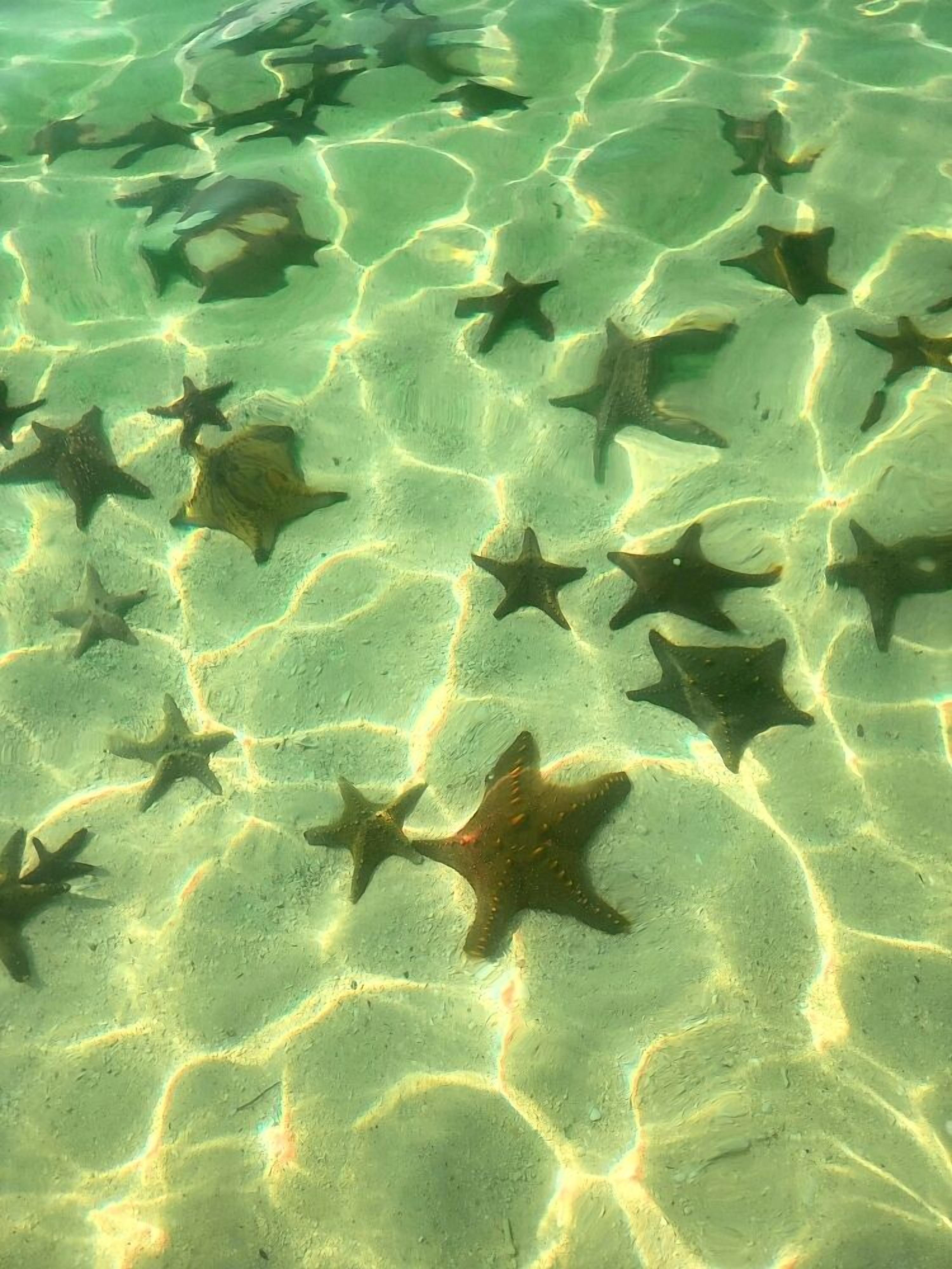 A clear underwater view of starfish on a sandy seabed.