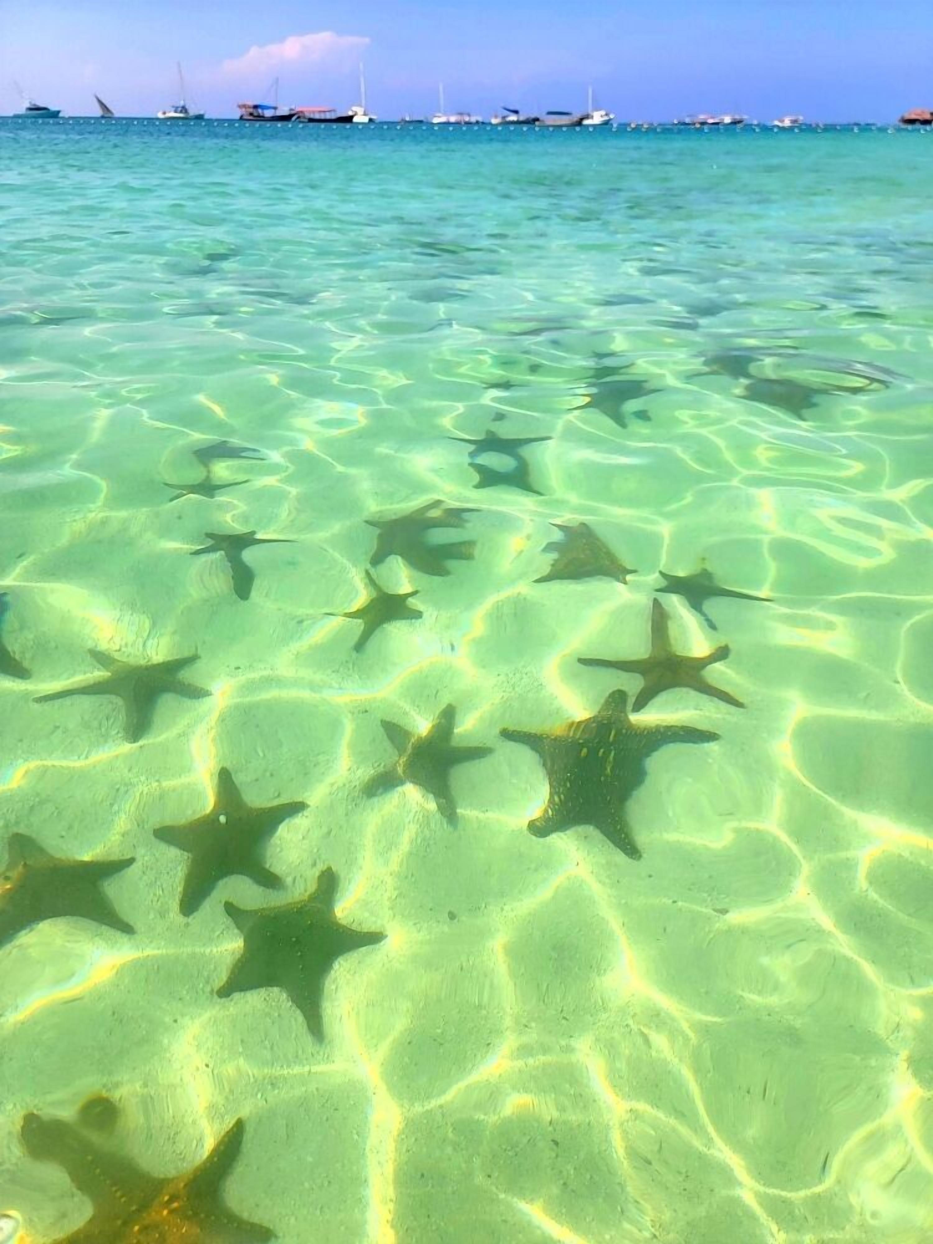 Clear shallow water with starfish on the seabed and boats in the distance.