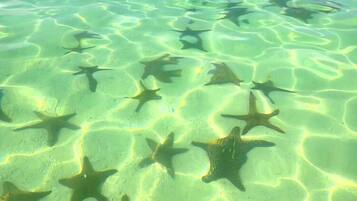 Clear shallow water with starfish on the seabed and boats in the distance.