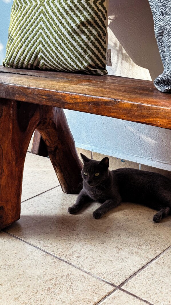 A black cat lying on a tiled floor under a wooden bench. - EULOGIA Y FORTUNATA (San Pedro Pochutla)