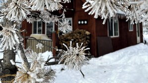 A snow-covered tree with branches extending towards a wooden cabin. - Charming 3-bedroom Tabernash Tavern at Winter Park (Tabernash)