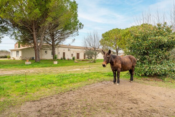A horse standing in a grassy area with trees and a building in the background.