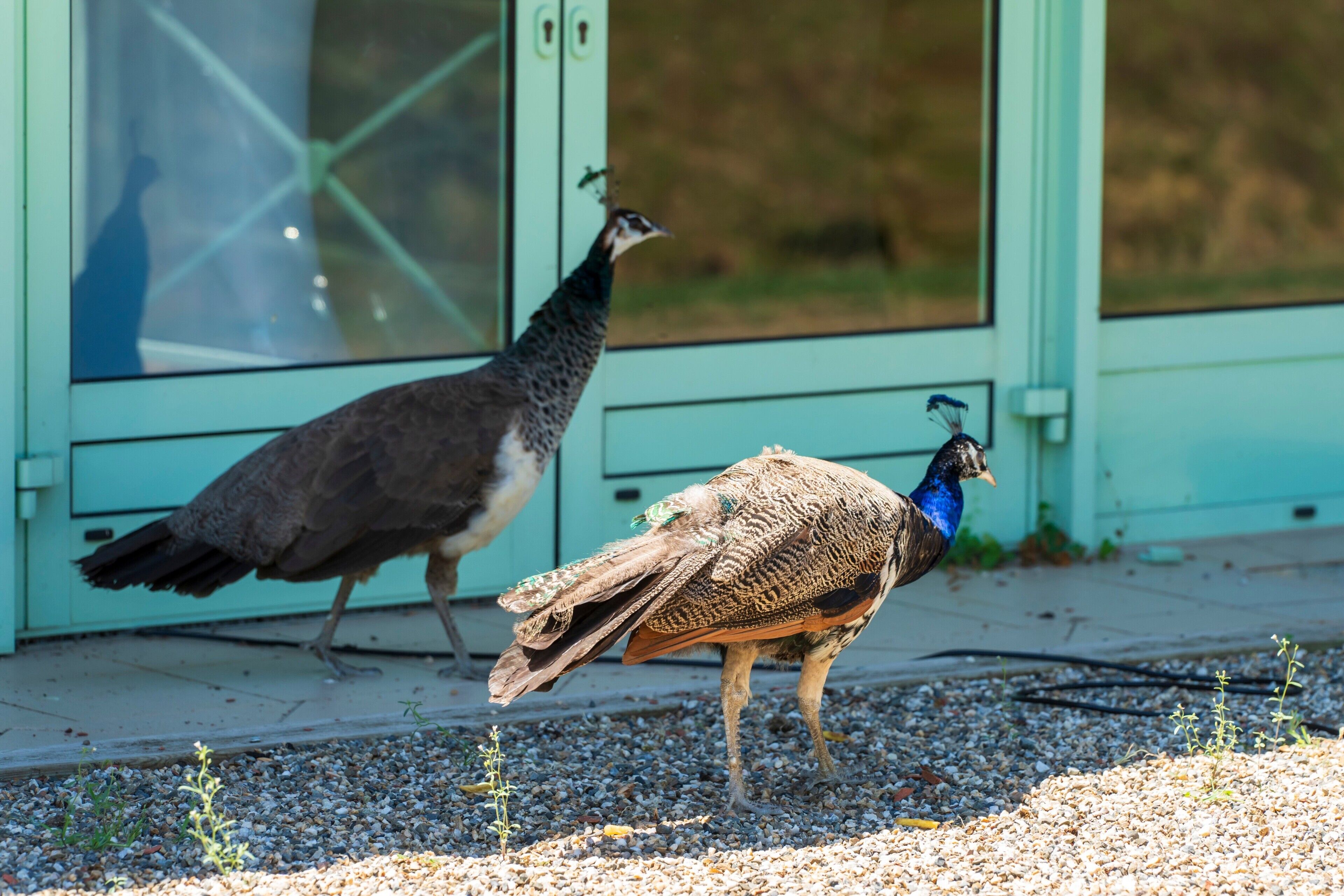 Twee vogels, één met een pauwenachtig uiterlijk en de andere met een meer camouflageachtige uitstraling, lopen over een grindpad voor een gebouw met glazen deuren.