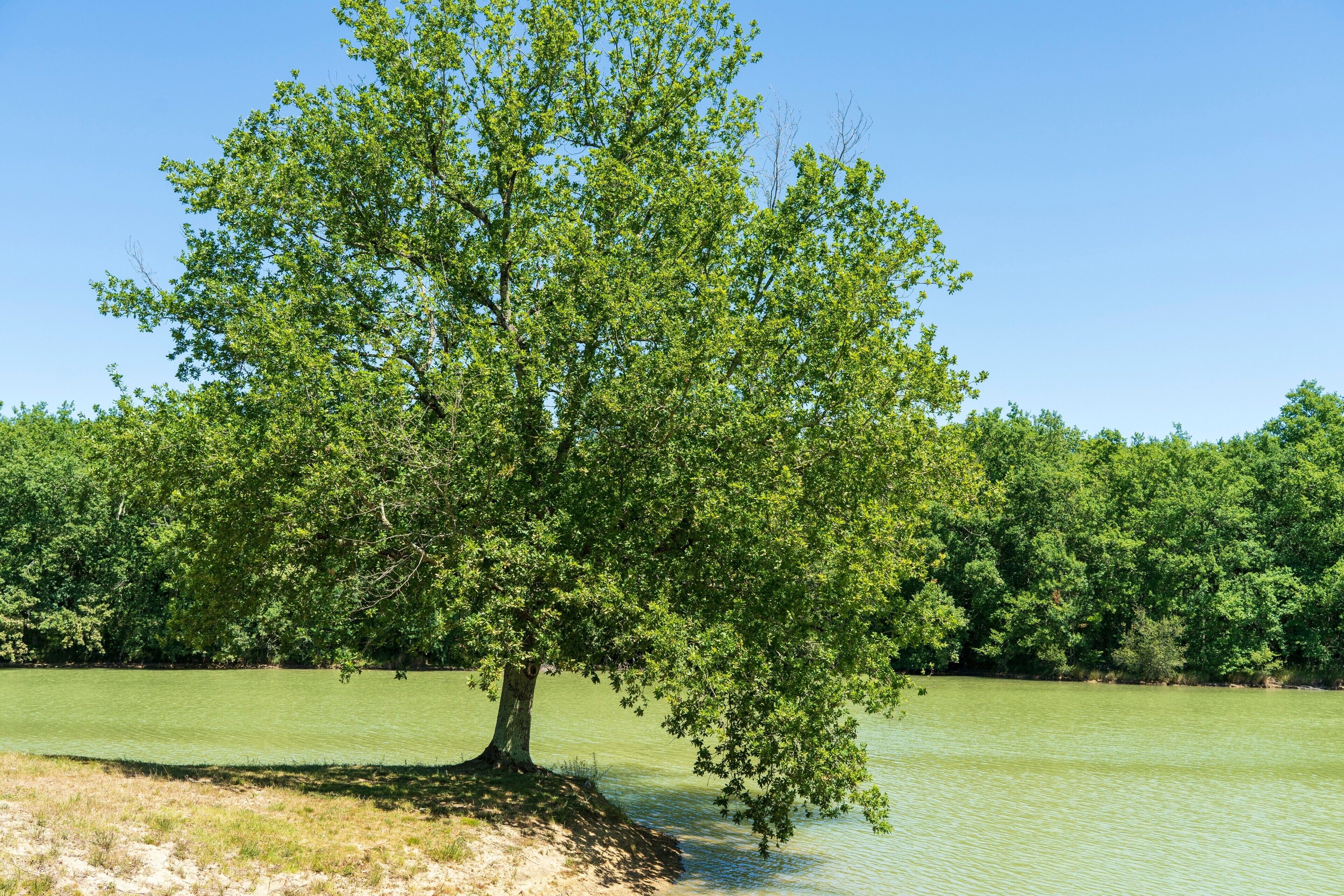 A single tree by a calm body of water.