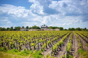 Un vignoble avec des rangées de vignes et un grand bâtiment en arrière-plan.
