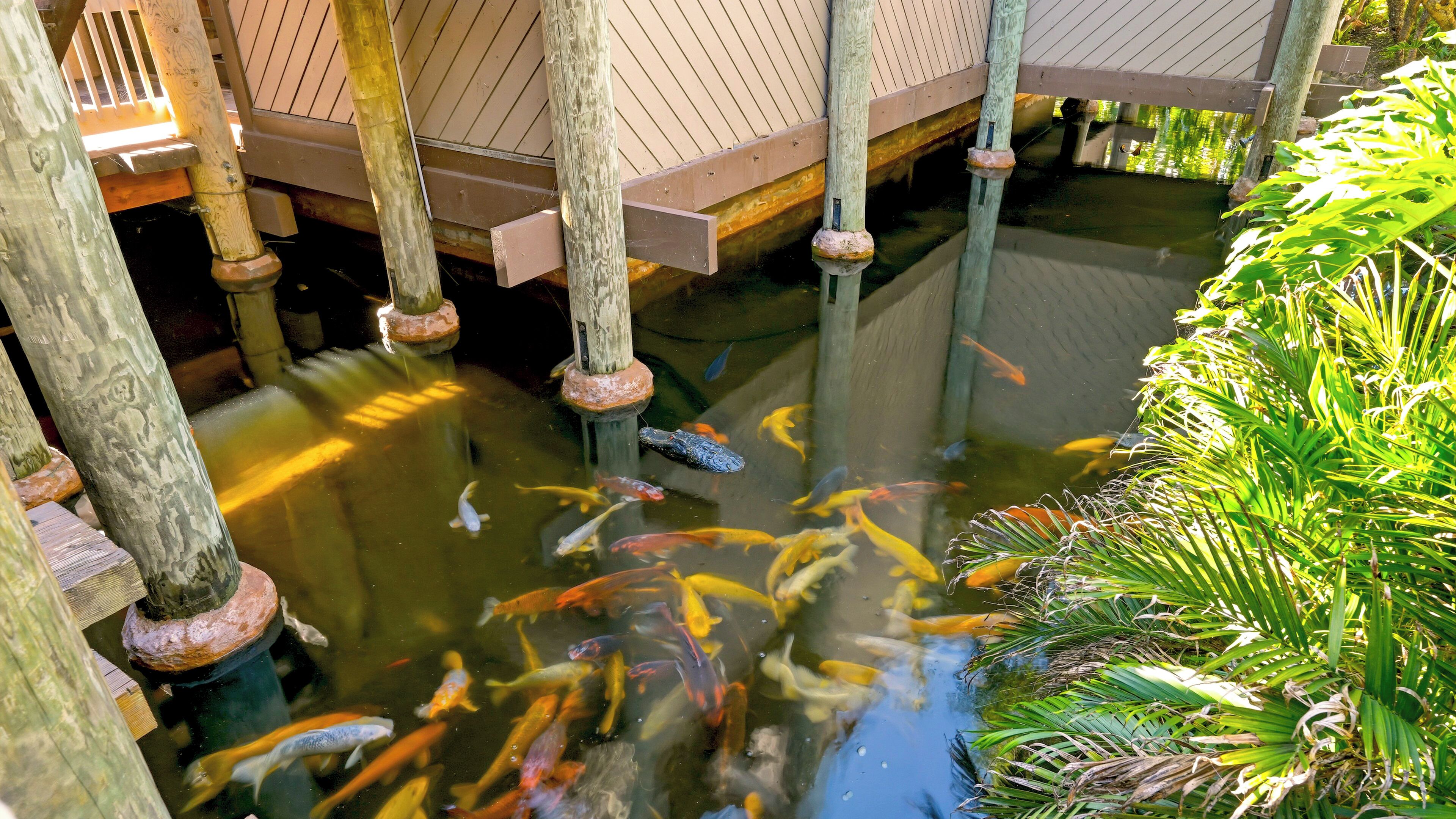 A koi pond with wooden pillars, surrounded by lush greenery.