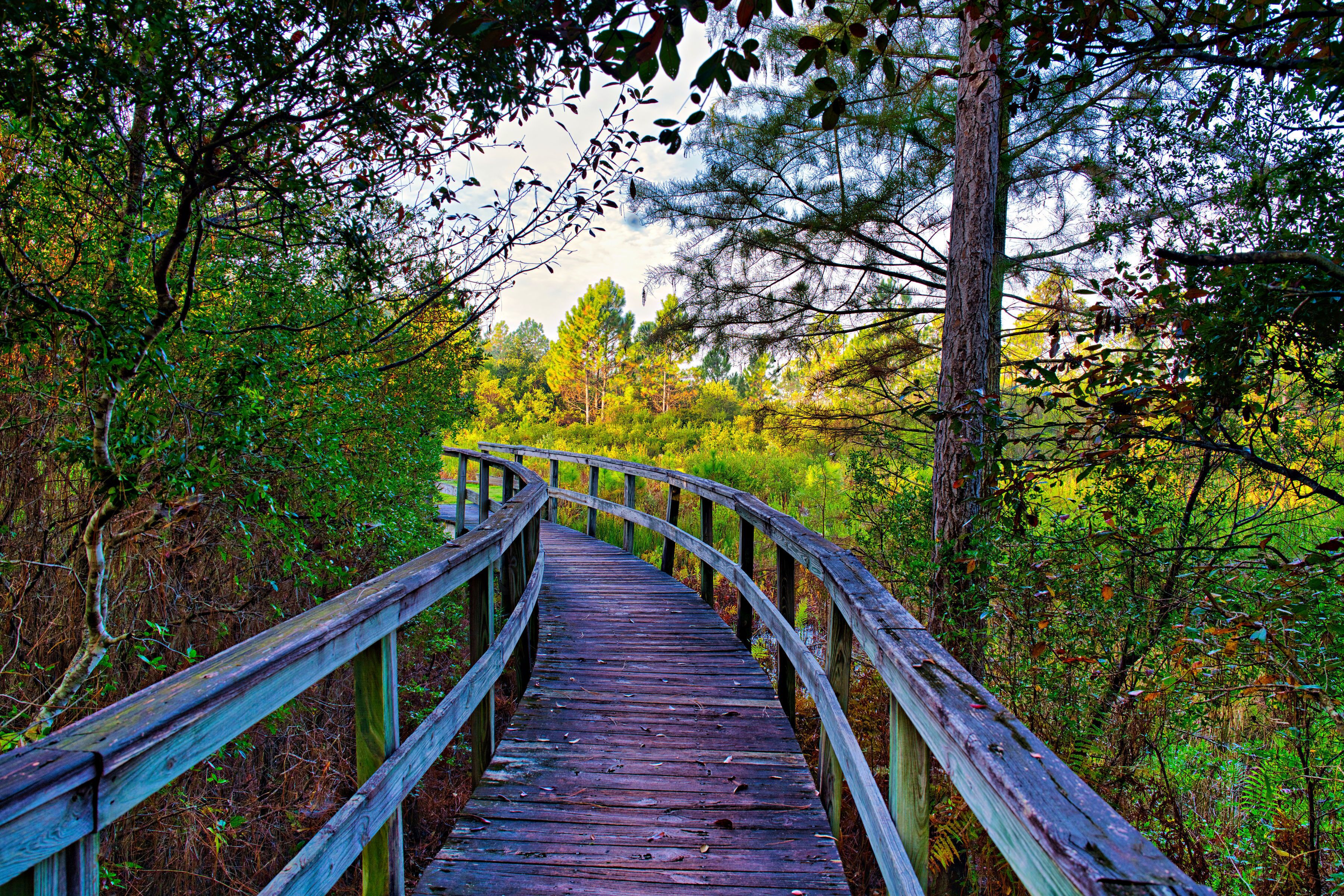 A wooden boardwalk through a forest.