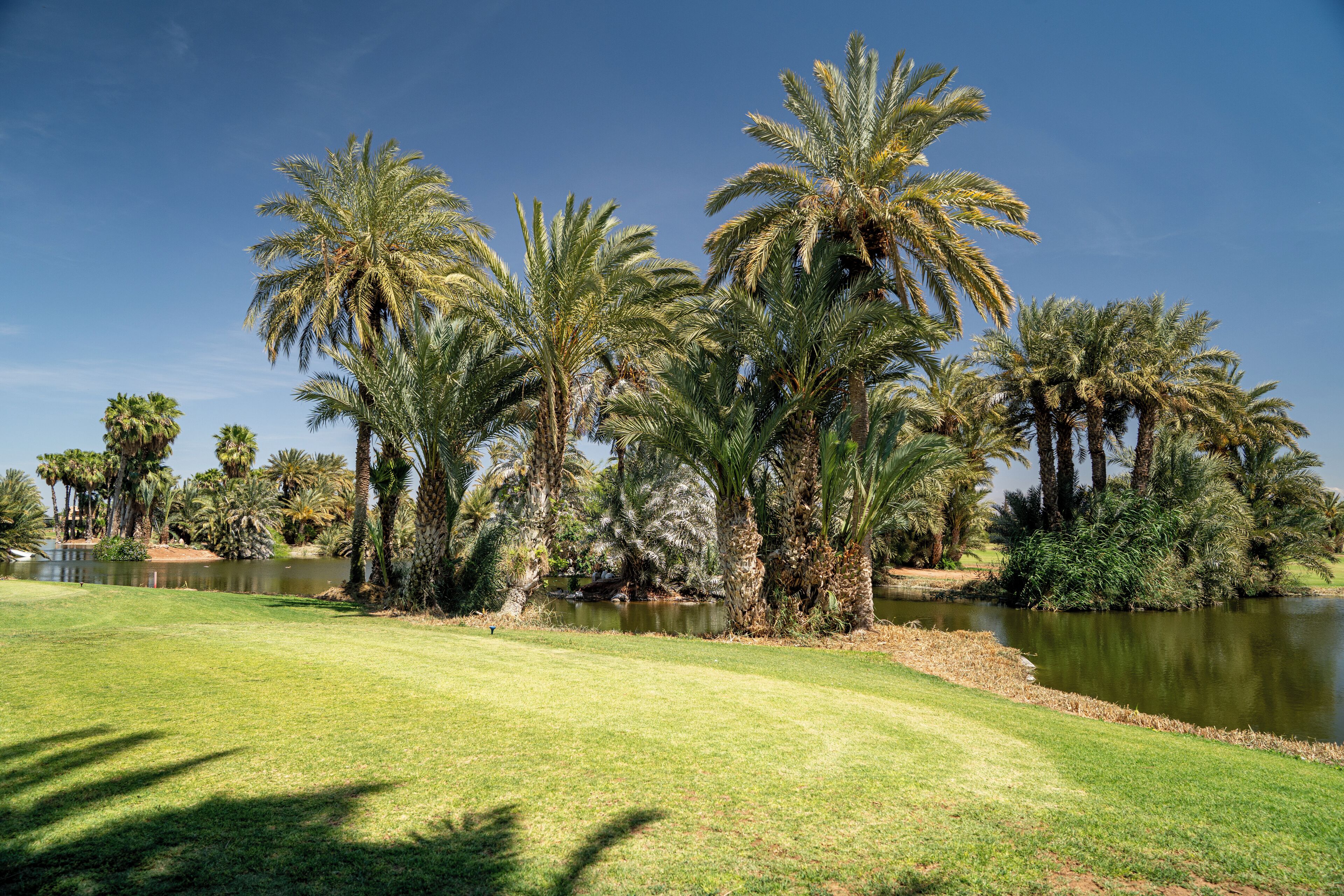 A golf course with a pond, palm trees, and a clear blue sky.