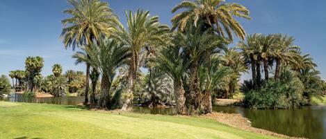 A golf course with a pond, palm trees, and a clear blue sky.