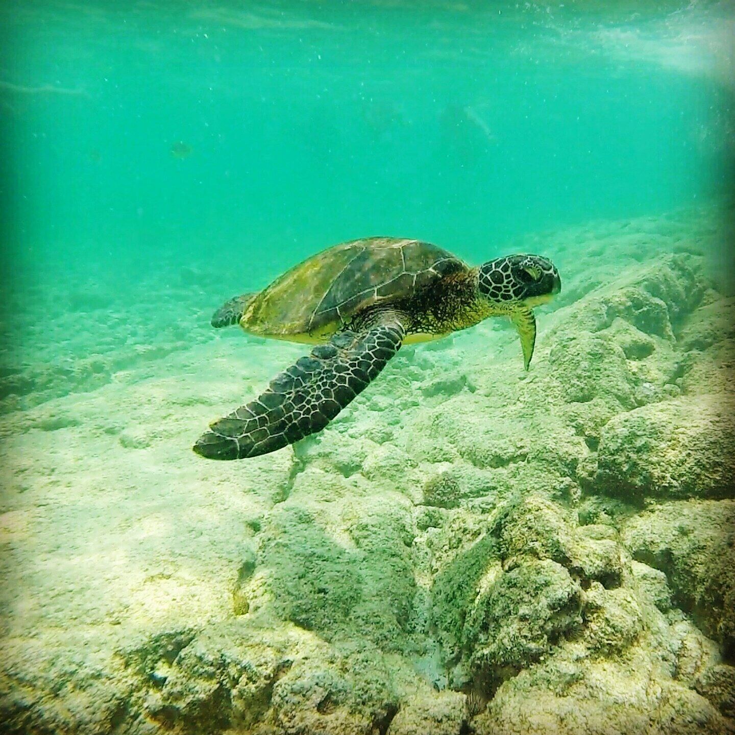 Une tortue de mer nageant au-dessus d’un récif corallien.