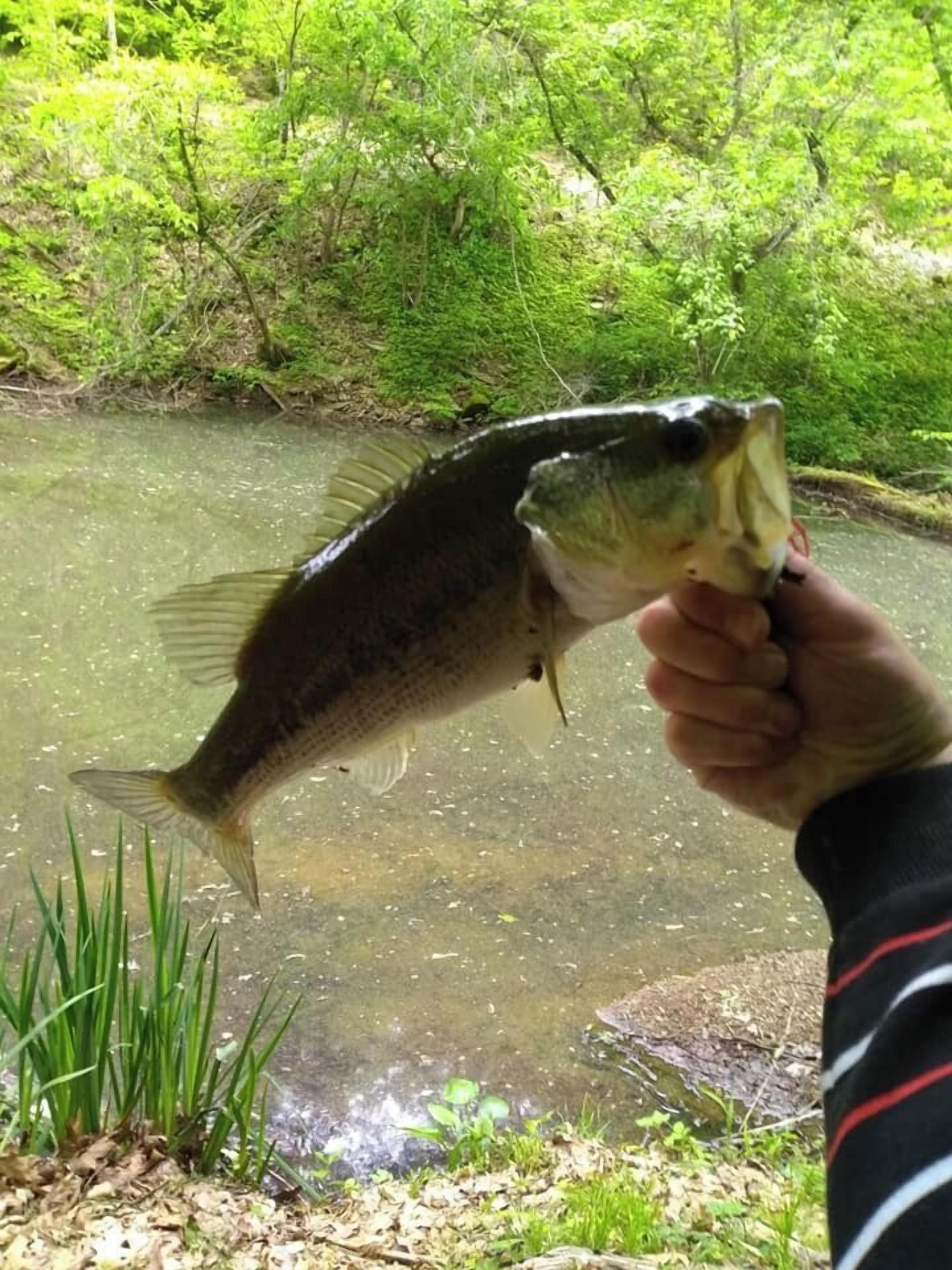 Une personne tenant un poisson près d’une étendue d’eau, le tout étant entouré de verdure.