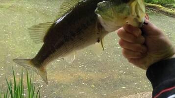 Une personne tenant un poisson près d’une étendue d’eau, le tout étant entouré de verdure.
