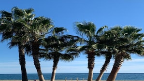 Ein Strand mit Palmen und freiem Blick auf den Ozean.
