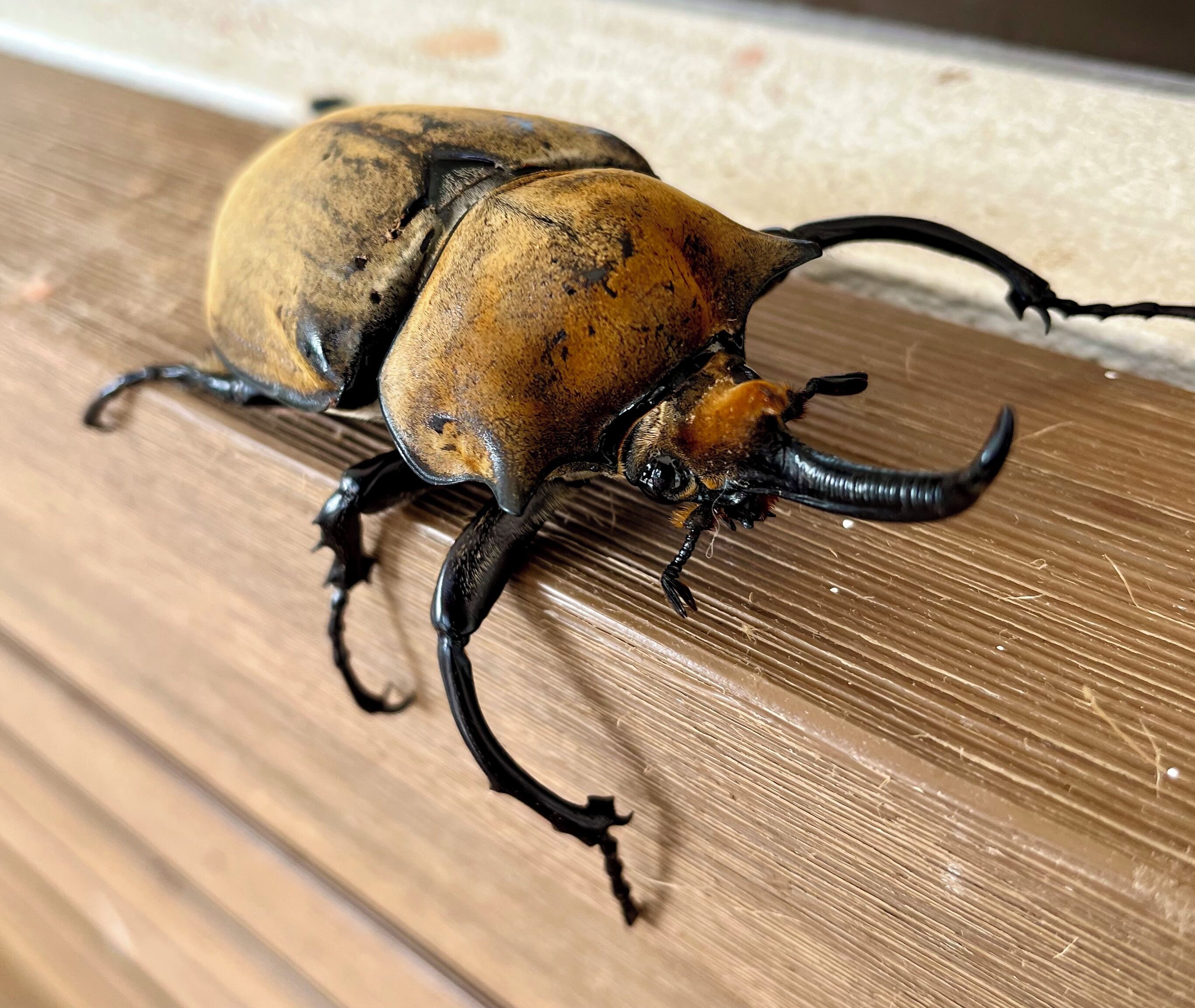 A beetle on a wooden surface.