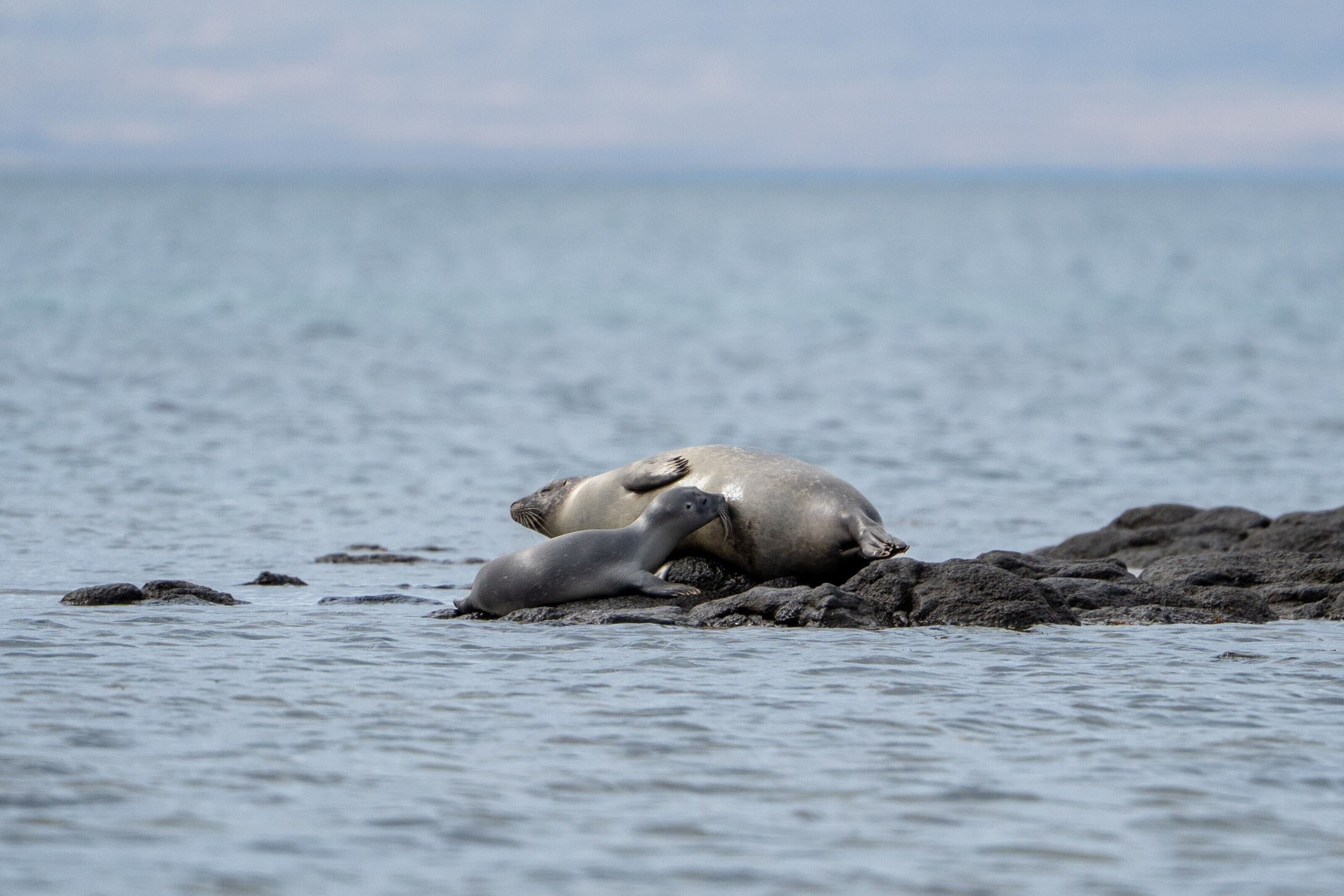 Una foca descansando sobre rocas cerca del agua.