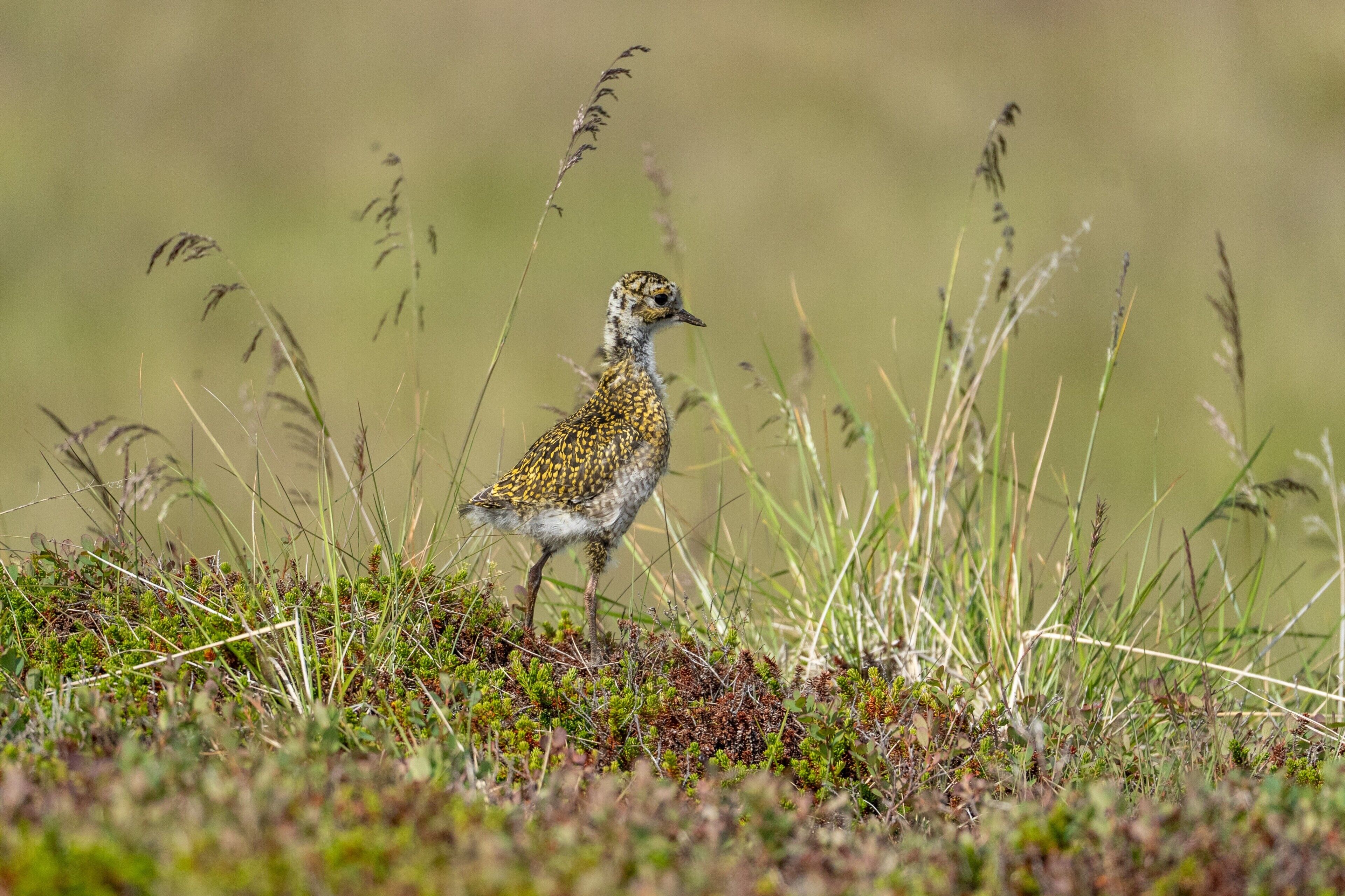 Un pájaro posado sobre una zona cubierta de hierba alta y vegetación baja.