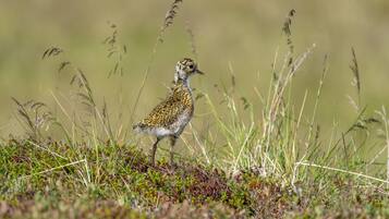 Un pájaro posado sobre una zona cubierta de hierba alta y vegetación baja.