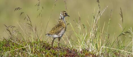 A bird standing on a grassy area with tall grasses and low vegetation.