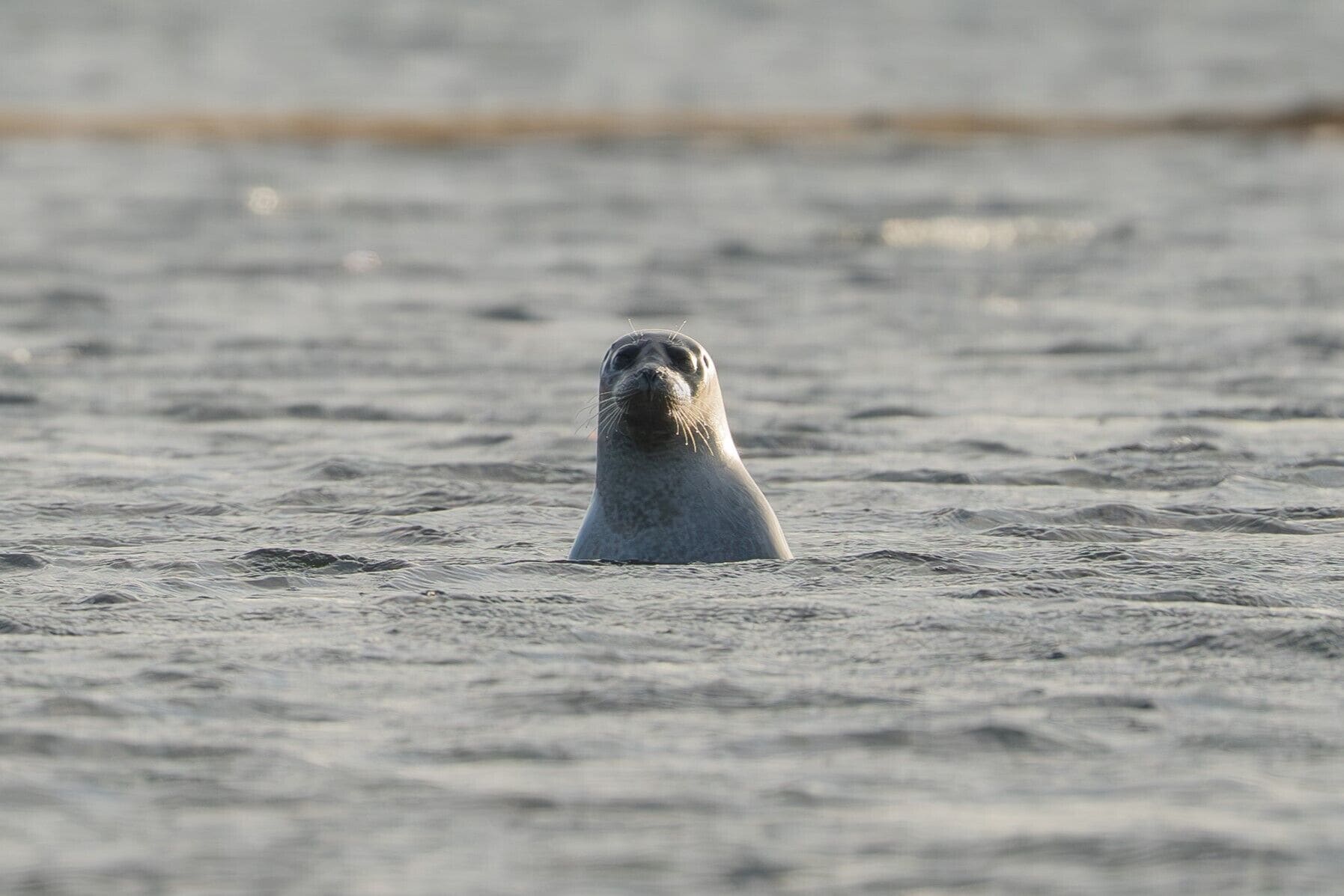 Un phoque dans l’eau.
