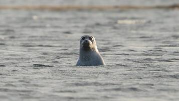 Un phoque dans l’eau.