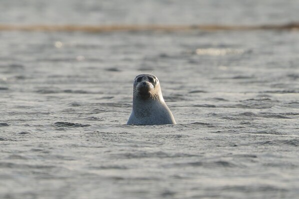 A seal in the water. - Mystic Light Lodge (Budardalur)