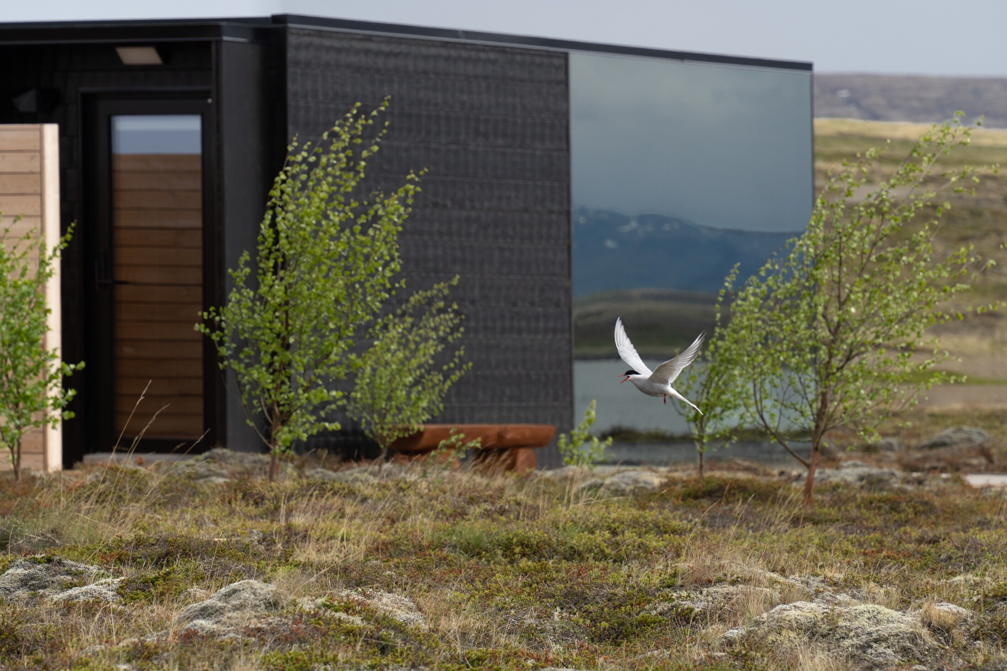 A modern building with a glass facade, a wooden door, and a small tree in the foreground.