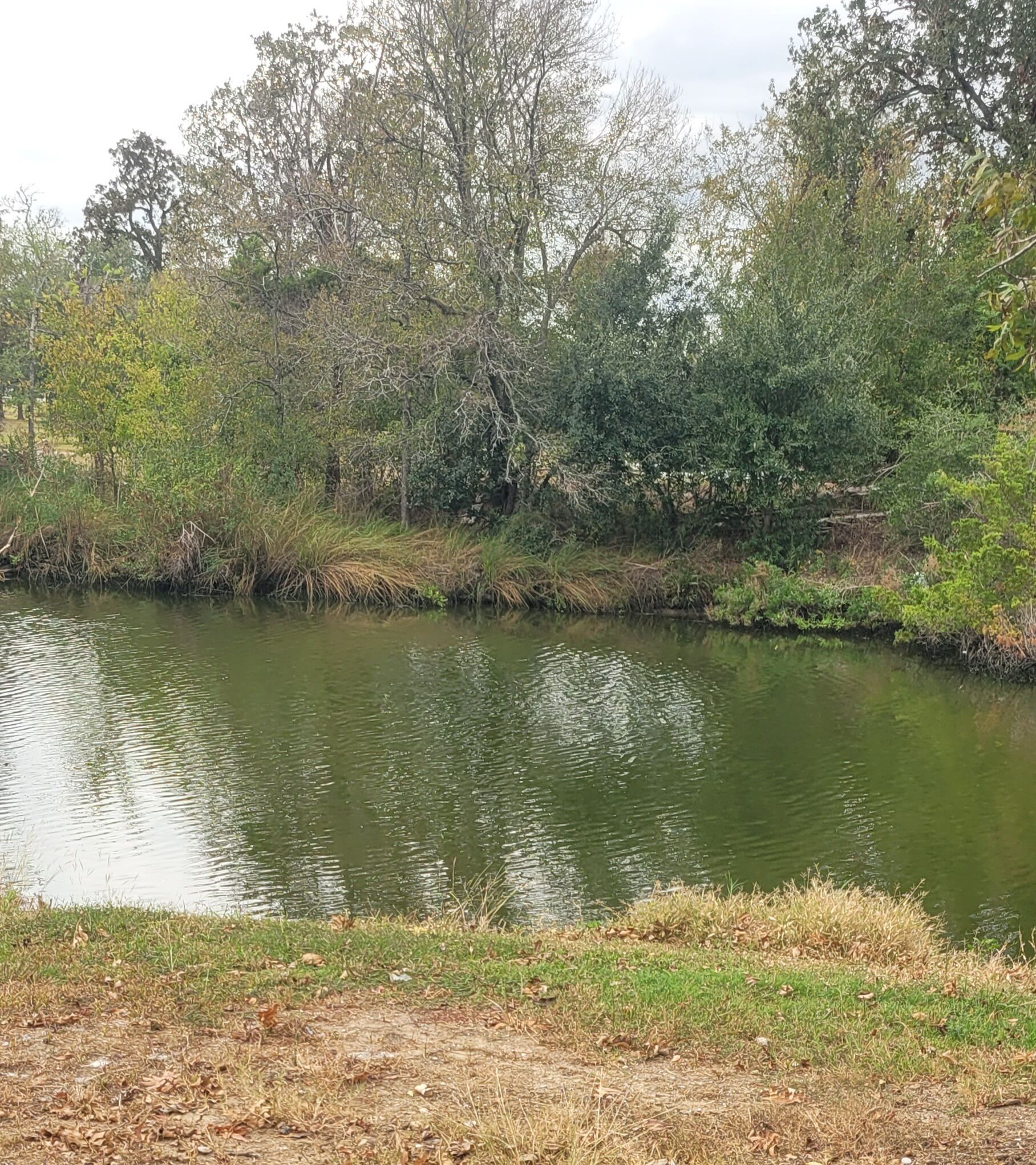 Une rivière paisible, bordée d’une végétation luxuriante et de nombreux arbres en arrière-plan.