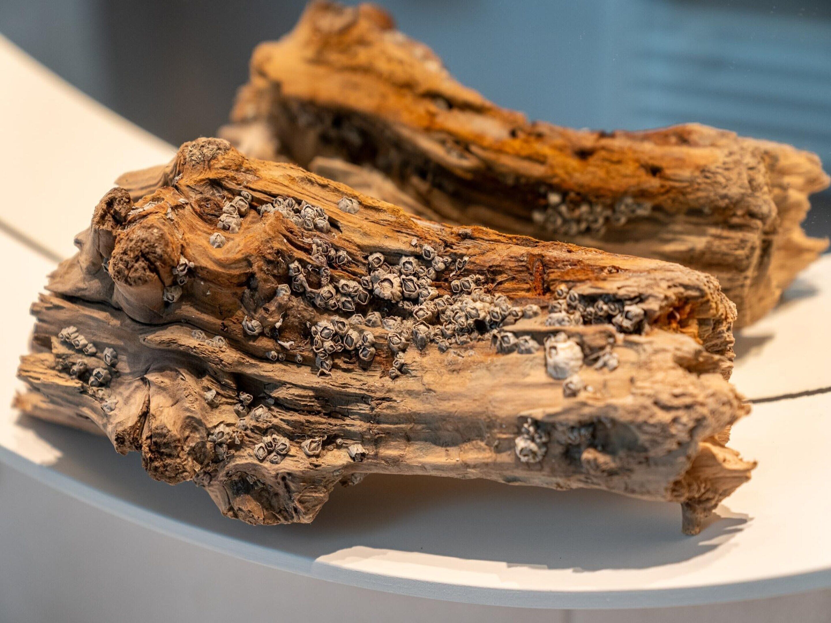 Un pedazo de madera a la deriva con percebes sobre una superficie blanca.