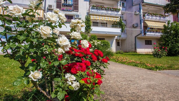 A garden with white and red roses in front of a building with balconies and a paved walkway. - Beautiful Apartment in Prime Location (Porec)