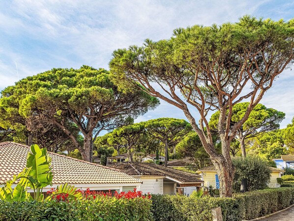 A residential area with houses, large trees, and a well-maintained garden.