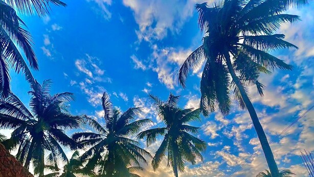 Una piscina con palmeras y un atardecer de fondo.