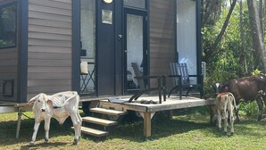 A modern cabin with a wooden deck, a small porch, and a glass door. - The Dacious by Tiny Away (East Feluga)