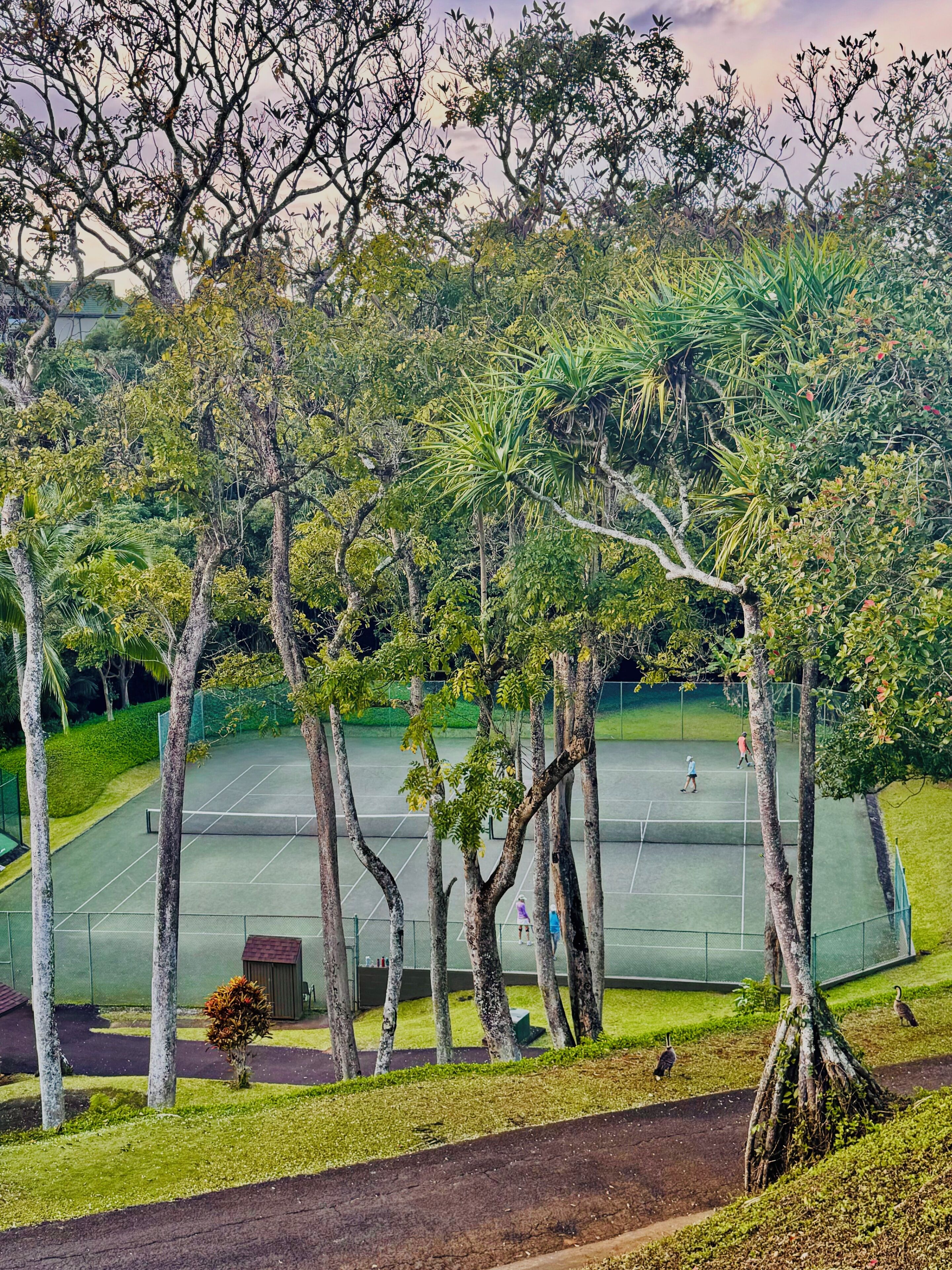 A tennis court surrounded by trees and a small bush.