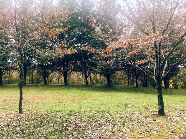 A park with multiple trees and a grassy area. - Mountain View Condos - Unit 5106 (Pigeon Forge)