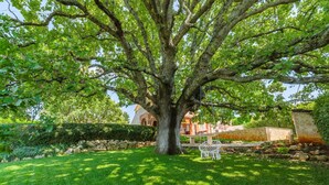A large tree in a well-maintained garden with a stone wall and a white chair.
