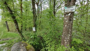 A forested area with a sign on a tree indicating a direction. - Comfortable cottage with fireplace and parking, near Verdun (Dompcevrin)