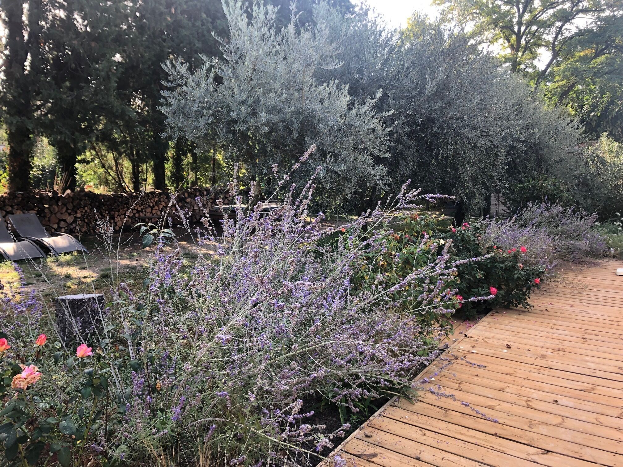 Una terraza de madera con jardín, destacando diversas plantas y flores.