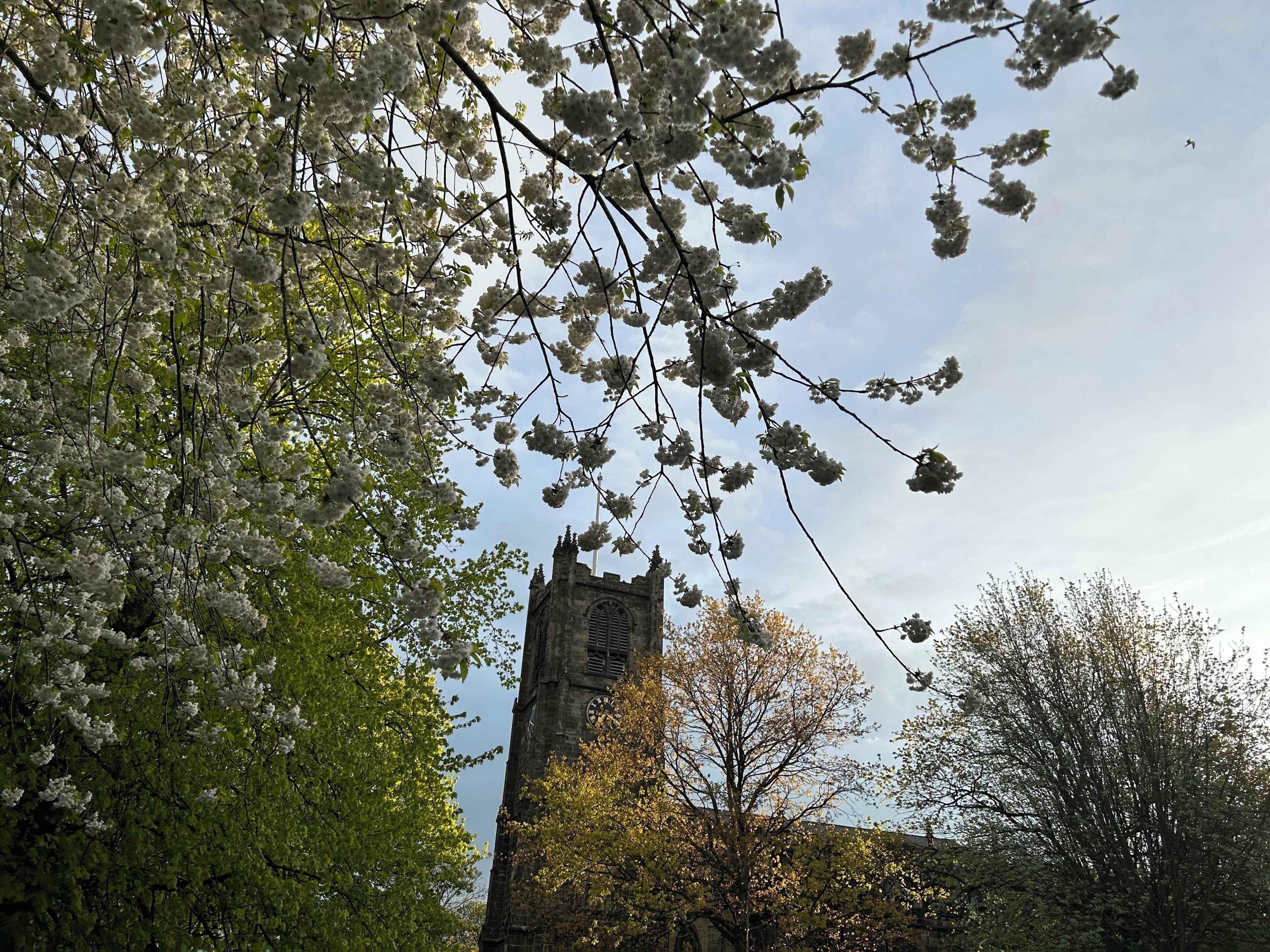 A historic building with a clock tower, surrounded by lush greenery and flowering trees.
