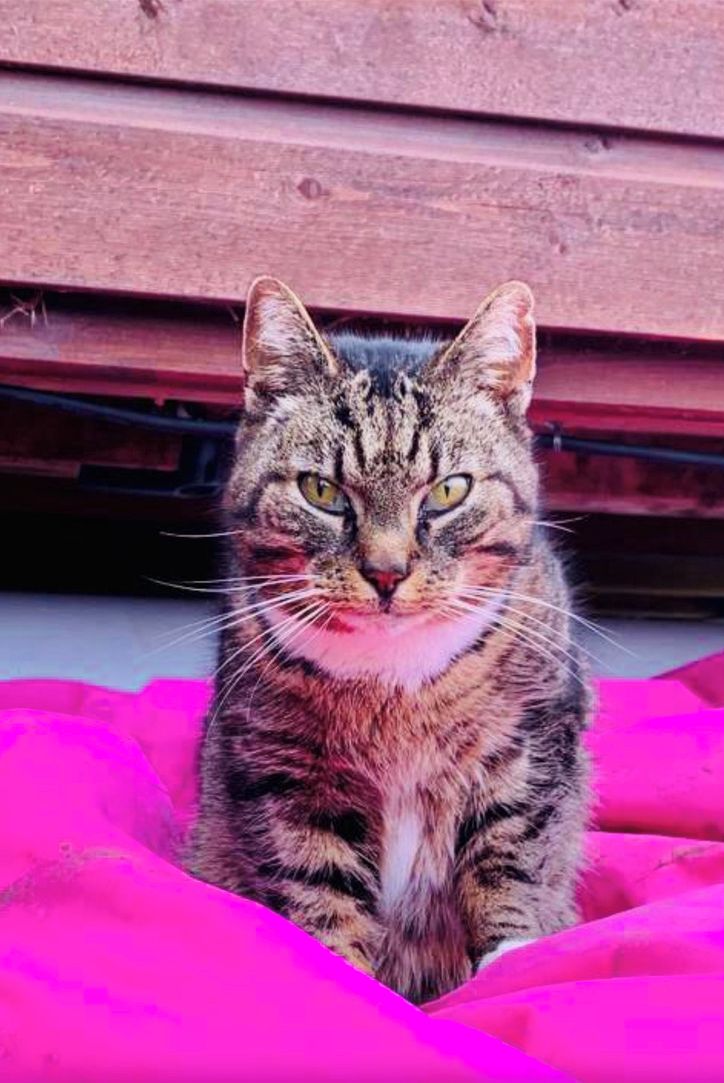 Un gato atigrado sentado sobre una manta rosa.