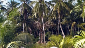 A swimming pool surrounded by palm trees and a wooden deck with lounge chairs and umbrellas. - Kondey Villas (Kondey)
