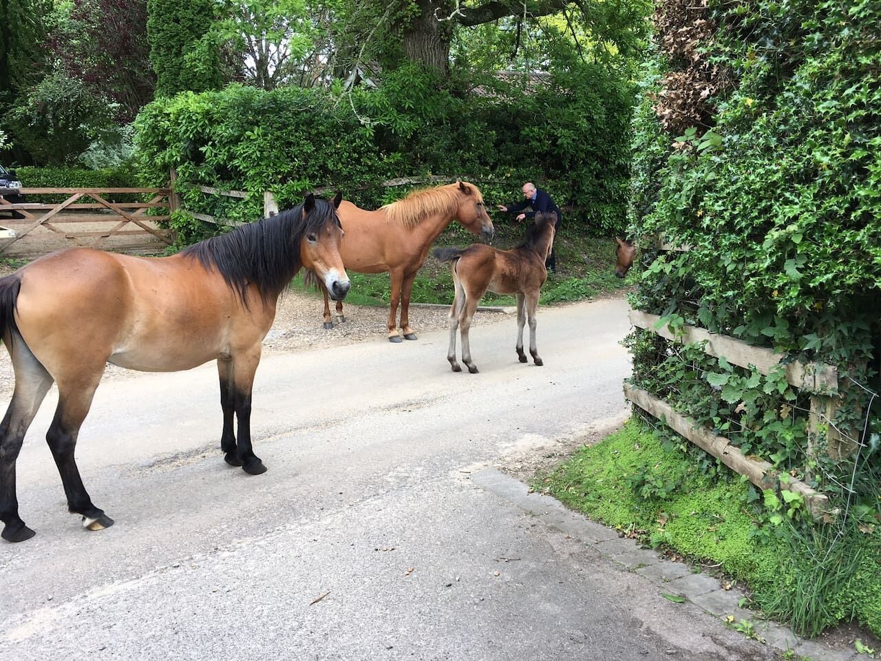 Un sendero pavimentado con caballos y una persona al fondo.
