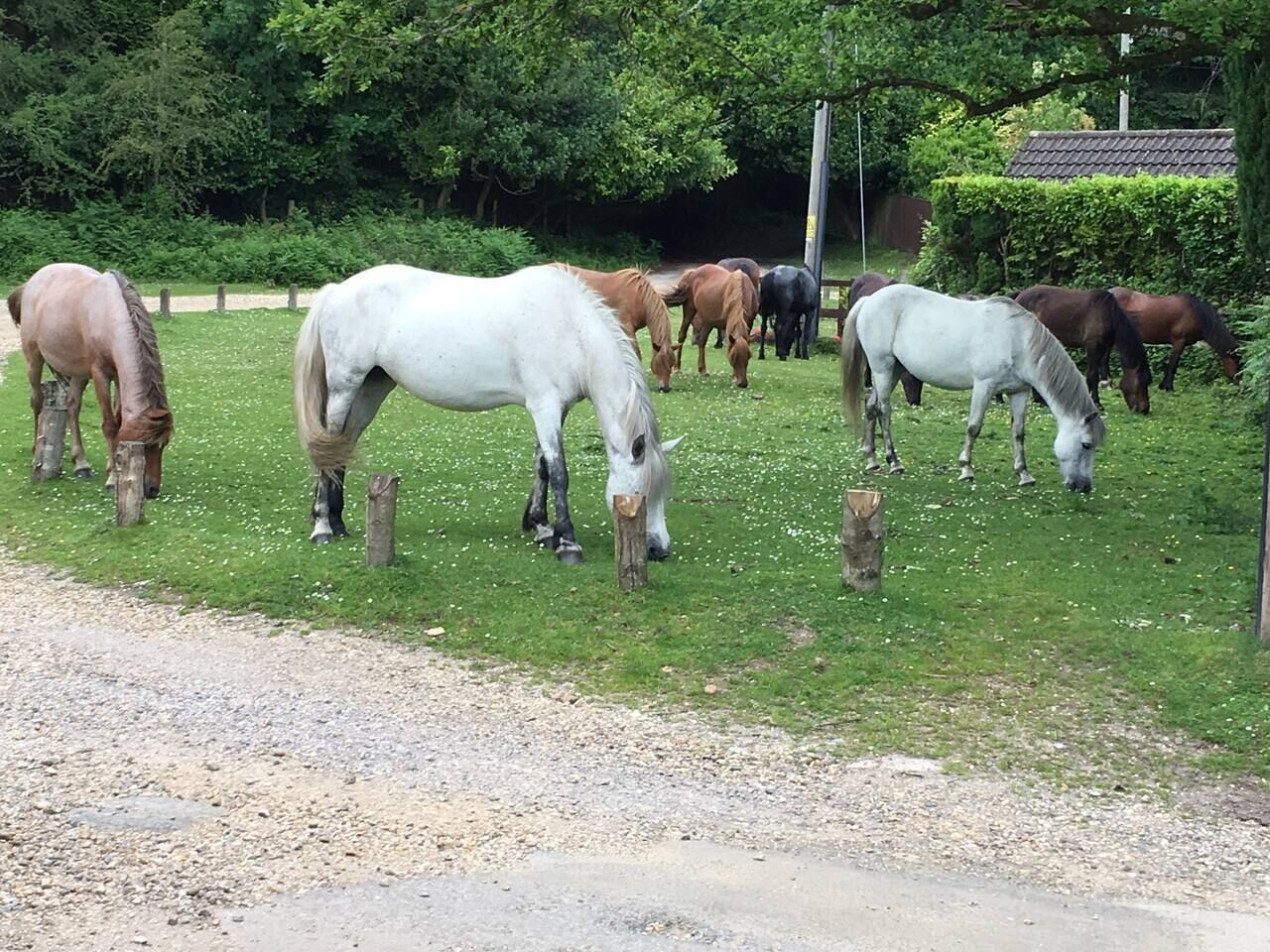A group of horses grazing in a grassy area with a gravel path in the foreground.