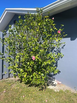 Un arbuste bien entretenu, orné de fleurs roses, se trouve devant un bâtiment à la façade grise.