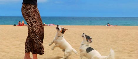 Plage, chaises longues, serviettes de plage
