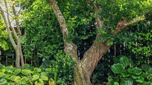 Un jardin luxuriant, où l’on trouve une grande variété de plantes et d’arbres, notamment des plantes à grandes feuilles et un arbre dont le tronc est recouvert de mousse.