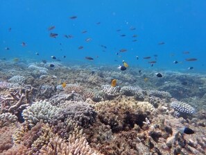 Scena subacquea con formazioni coralline e diverse specie di pesci.